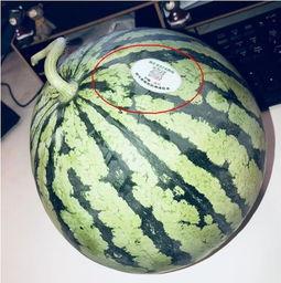 网红吃瓜墙