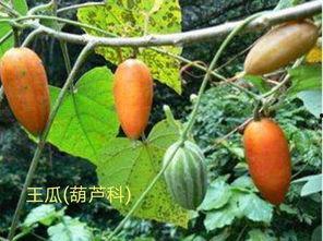 吃梨瓜嗓子痒