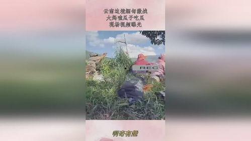 缅甸现场大妈吃瓜视频,趣味横生瞬间引网友热议
